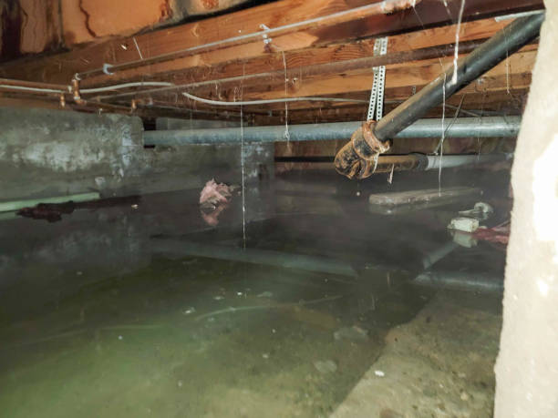 Best Water damage cleanup near me  in Bright, IN